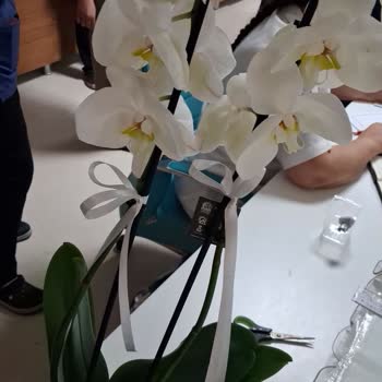 Siparişimde Gönderilen Orkide Beklentimi Karşılamadı