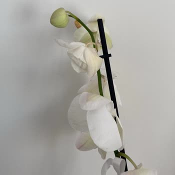 Siparişimde Gönderilen Orkide Beklentimi Karşılamadı