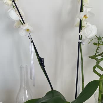 Siparişimde Gönderilen Orkide Beklentimi Karşılamadı