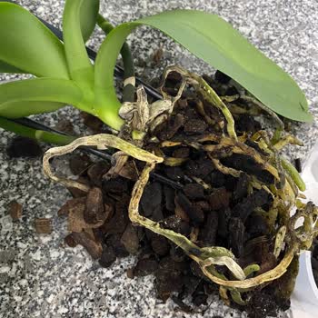 Siparişimde Gönderilen Orkide Beklentimi Karşılamadı