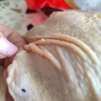 BİM'den Aldığım Tavukta Ölü Sinek Çıktı, Hijyen Sorunu Yaşadım