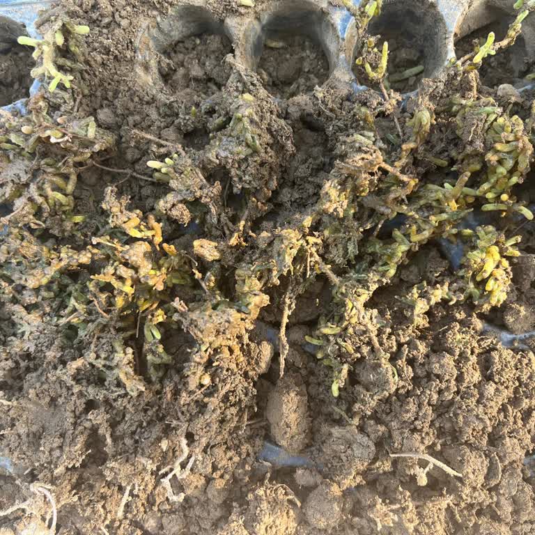 Siparişimde Gelen Fide Ve Hizmet Kalitesi Sorunu