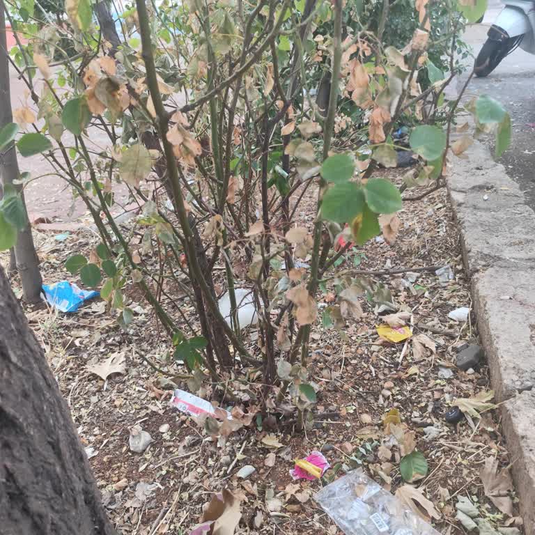 Mahalle Parkımız Bakımsız Ve Ağaçlar Kuruyor