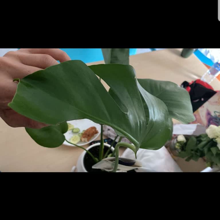 Çiçeksepeti Hasarlı Bitki Ve Yetersiz Müşteri Hizmeti Deneyimi