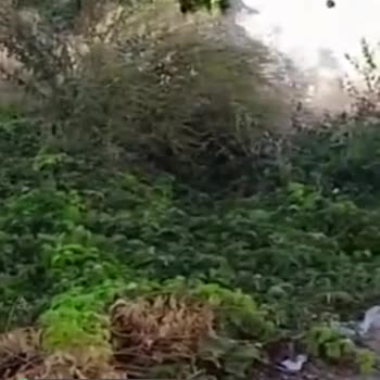 Mersin Büyükşehir Belediyesi Sinek Koku Sorunları