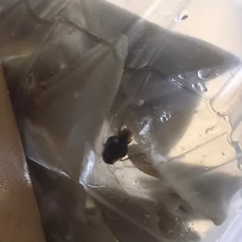 Aldığım Mantının İçinden Hamam Böceği Çıktı, Sağlığımız Tehlikede