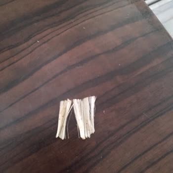 Kedi Mamasında Yabancı Madde Şoku: Sağlık Riski!