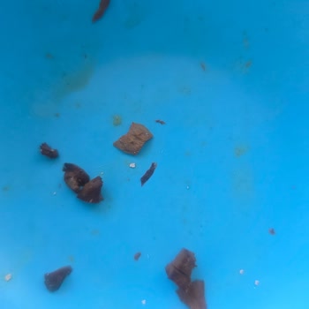 Felix Yaş Mama Kalıntı Bırakıyor Ve Fiyatı Sürekli Artıyor