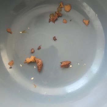 Felix Yaş Mama Kalıntı Bırakıyor Ve Fiyatı Sürekli Artıyor