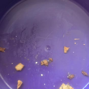 Felix Yaş Mama Kalıntı Bırakıyor Ve Fiyatı Sürekli Artıyor