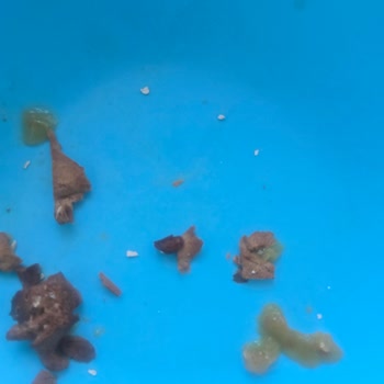 Felix Yaş Mama Kalıntı Bırakıyor Ve Fiyatı Sürekli Artıyor