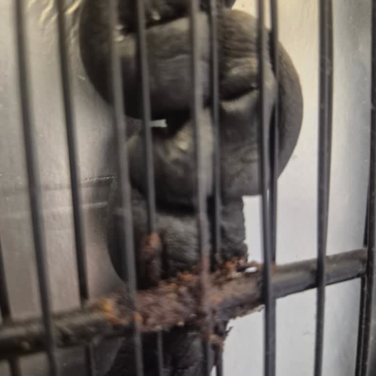 Derin Dondurucumun Oksitlenmesi Ve Yüksek Servis Ücreti Mağduriyeti