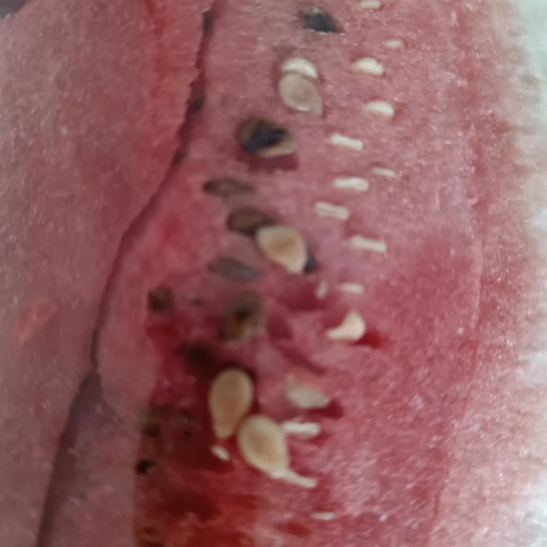 Carrefour SA'dan Aldığım Karpuz Çürük Çıktı, Mağaza İlgisiz Kaldı