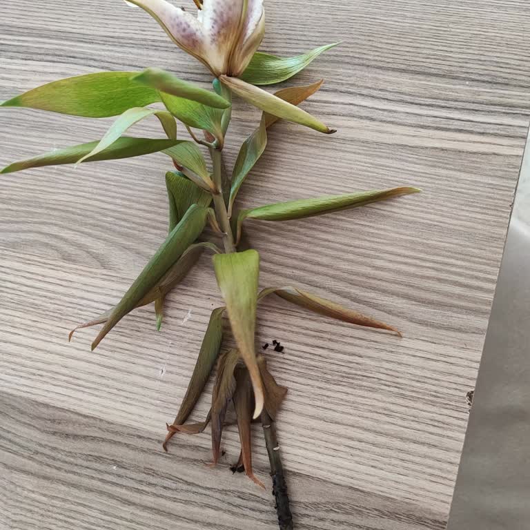 Siparişimde Eksik Ve Uygunsuz Çiçek Teslimatı Mağduriyeti