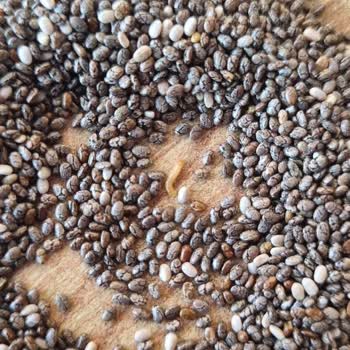 Yayla Chia Tohumunda Canlı Kurt Şoku Ve Ürün Ziyanı