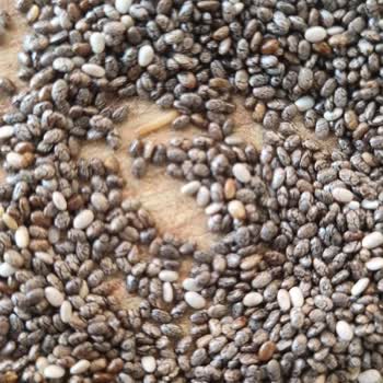 Yayla Chia Tohumunda Canlı Kurt Şoku Ve Ürün Ziyanı