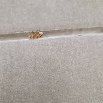 Hayal Kırıklığı Yaratan Villa Tatili