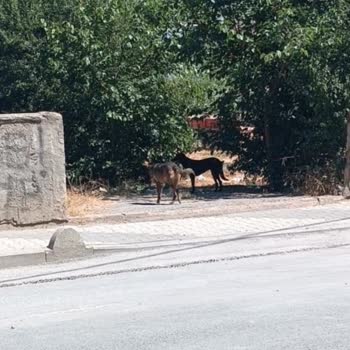Sabah Yürüyüşlerimiz Korkuya Dönüştü: Güvende Hissetmiyoruz