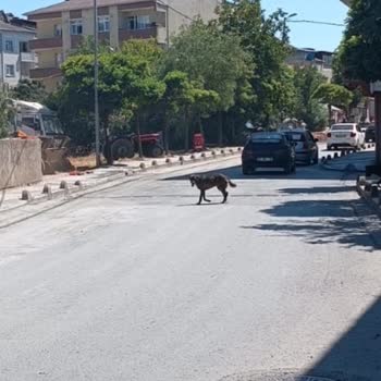 Sabah Yürüyüşlerimiz Korkuya Dönüştü: Güvende Hissetmiyoruz