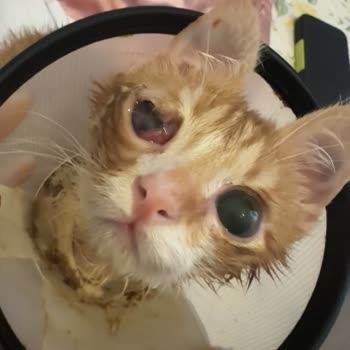 Eyüpsultan Veteriner Kliniği Hayvanların Sağlığını İhmal Ediyor