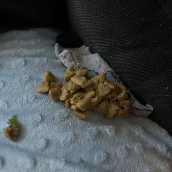 Royal Mama Nedeniyle Yavru Köpeğimin Sağlığı Tehlikede