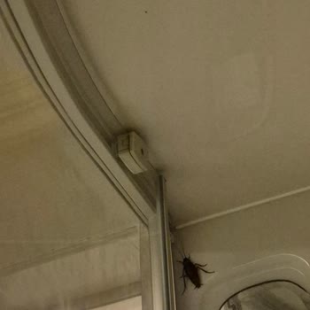 Balayı Süitinde Hamam Böceği Ve İlgisiz Otel Deneyimi