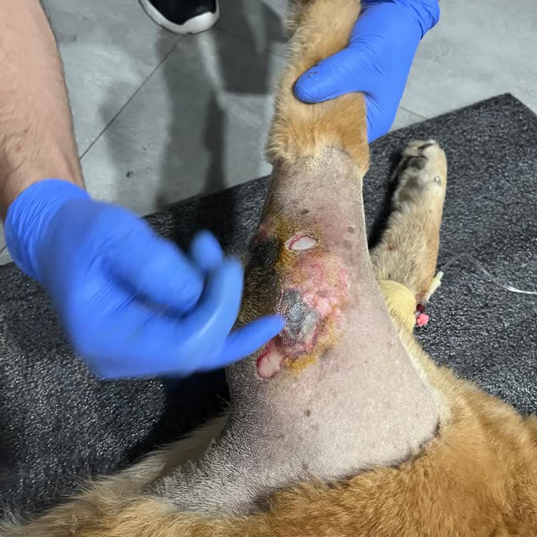 Veteriner İhmali Sonucu Köpeğimin Sağlığı Hızla Kötüleşti