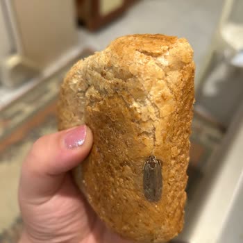 BİM'den Alınan Ekmekte Böcek Şoku: Hijyen Sorunu Tekrarlandı