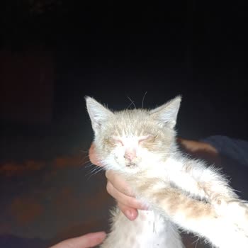 Hasbahçe Mesire Alanındaki Hasta Kedilere Yeterli İlgi Gösterilmiyor