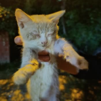 Hasbahçe Mesire Alanındaki Hasta Kedilere Yeterli İlgi Gösterilmiyor