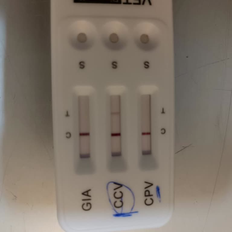 Sevimliyavrular.com.tr Hasta Yavru Köpek Satışı Ve İlgisiz Satıcı Deneyimi