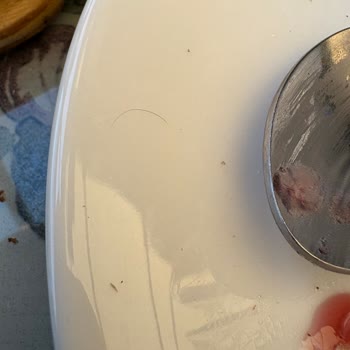 Kahvaltıda Hijyen Ve Servis Sorunları Yaşadık, Memnun Kalmadık