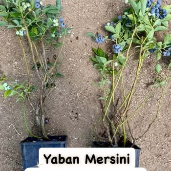 Abelia Fidancılık Gelen Fidelerle Reklamda Gösterilenlerin Alakası Bile Yok