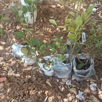 Abelia Fidancılık Gelen Fidelerle Reklamda Gösterilenlerin Alakası Bile Yok