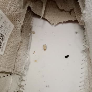 Adidas Superstar Ayakkabının Kısa Sürede Yıpranması Ve Garanti Sürecinde Mağduriyet