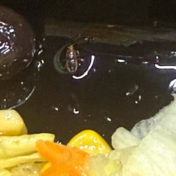 Salatadan Böcek Çıkması Nedeniyle Yaşanan Hijyen Sorunu