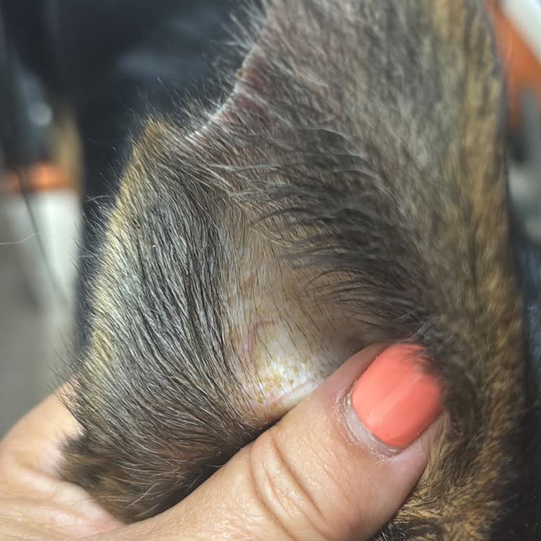 Bursa Köpek Eğitim Okulu Çipli Karneli Aşılı Köpeğimiz Perişan Duruma Getirdi