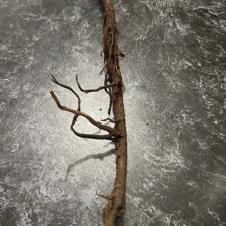 Kurumuş Hint Gülü Fidanı Ve İletişim Sorunu