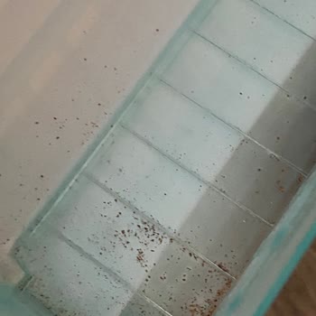 Kıbrıs Nuhun Gemisi Otelinde Hijyen Sorunları Ve Jolly Tur'un İlgisizliği