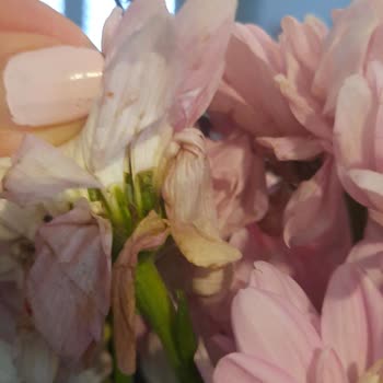 Çiçek Sepetinden Gelen Çiçek Hayal Kırıklığı Yarattı