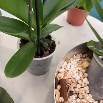 Gönderilen Çiçeklerin Bozuk Teslim Edilmesi Ve İade Sorunu