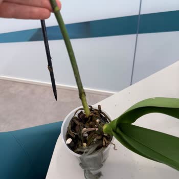 Gönderilen Çiçeklerin Bozuk Teslim Edilmesi Ve İade Sorunu