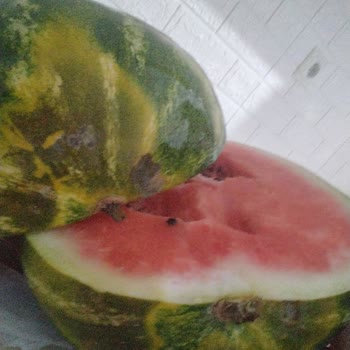 Gönderilen Karpuzun Bozuk Çıkması Ve İlgisizlik