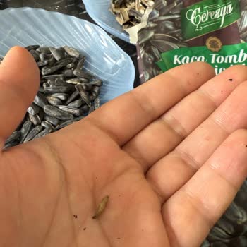 Aldığım Çekirdeğin İçinden Kurt Çıktı, Hijyen Konusunda Endişeliyim