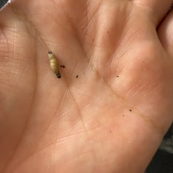 Aldığım Çekirdeğin İçinden Kurt Çıktı, Hijyen Konusunda Endişeliyim