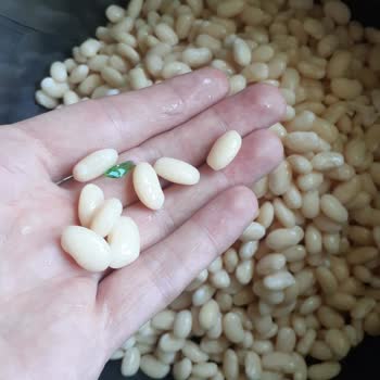 Kuru Fasulyeden Çıkan Cam Parçası Endişesi