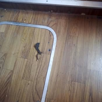 Yedek Otobüsün Hijyen Eksikliği Ve Çalışanların İlgisiz Tavrı Yolculuğu Mahvetti