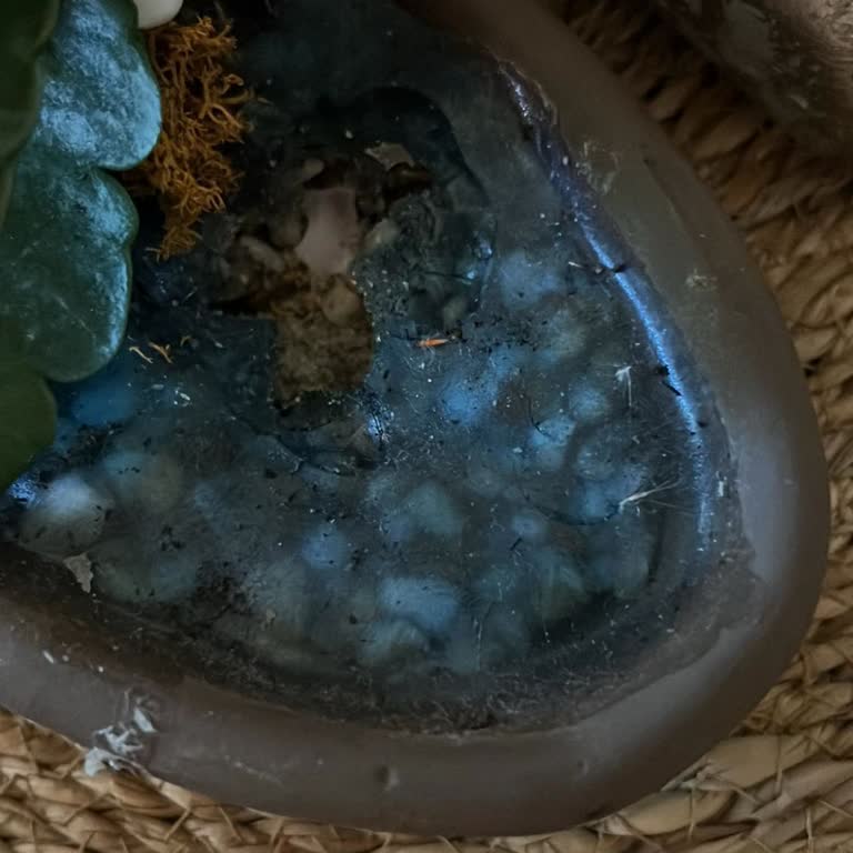 Aldığım Teraryum Kirli Ve Eksik Geldi Özel Günümüz Mahvoldu