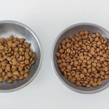 idefix Kedi Maması İle Kedimin Sağlığı Tehlikeye Girdi