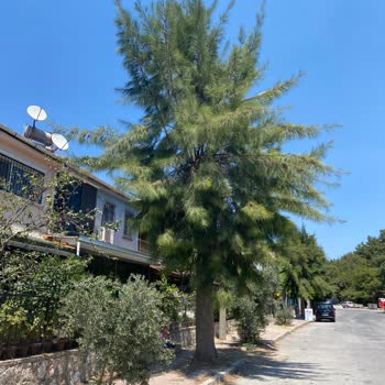 Ağaç Budama Talebimiz Sürekli Göz Ardı Ediliyor